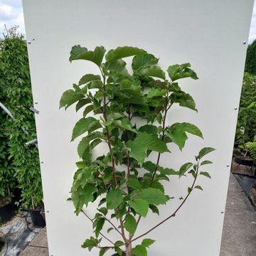 Magnolia acuminata 'Blue Opal'