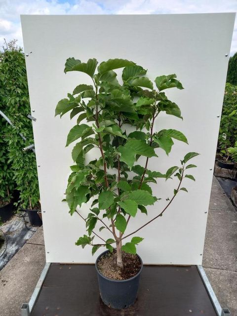 Magnolia acuminata 'Blue Opal'
