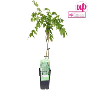 Wisteria macrostachya 'Clara Mack'