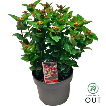 Hypericum MIRACLE MARVEL