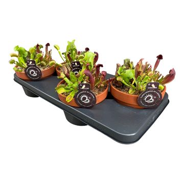 Carnivorous plants MIX