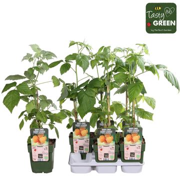 Rubus idaeus 'Golden Everest'