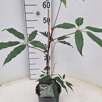 Schefflera alpina 'Mountain Gem'