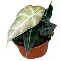 Alocasia 'Polly Variegata'