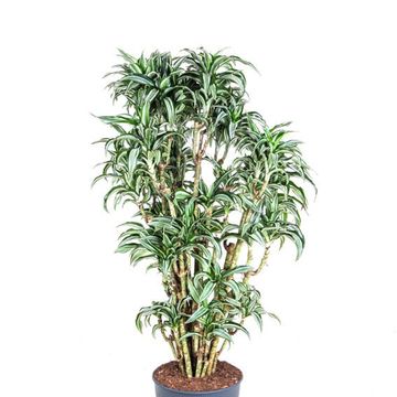 Dracaena fragrans 'Jade Jewel'