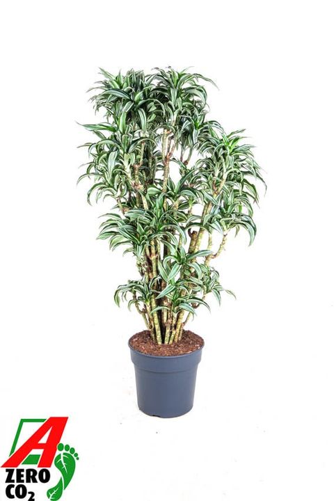 Dracaena fragrans 'Jade Jewel'