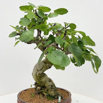 Ficus carica