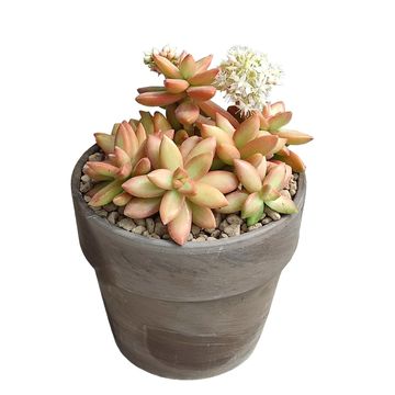 Sedum nussbaumerianum