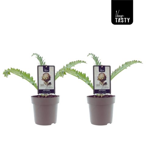 Cynara scolymus 'Purple of Romagna'