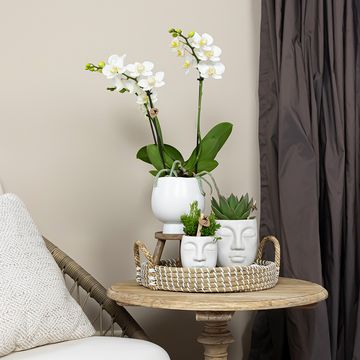 χυμώδη φυτά MIX