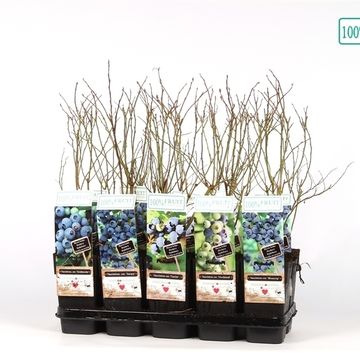 Vaccinium corymbosum MIX