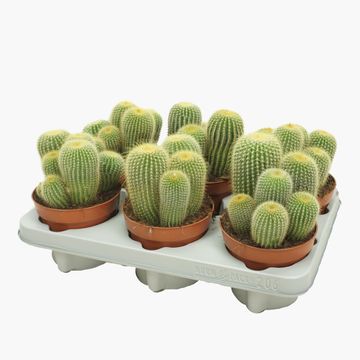 Parodia leninghausii