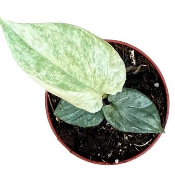 Amydrium medium 'Silver Variegata'