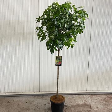 Liquidambar styraciflua 'Gum Ball'