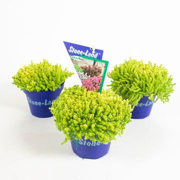 Sedum acre 'Aureum'