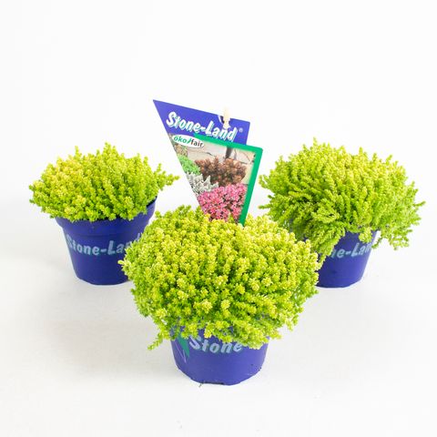 Sedum acre 'Aureum'