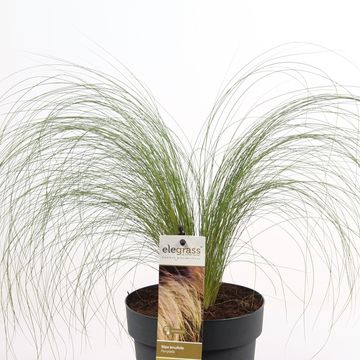 Stipa tenuissima 'Ponytails'