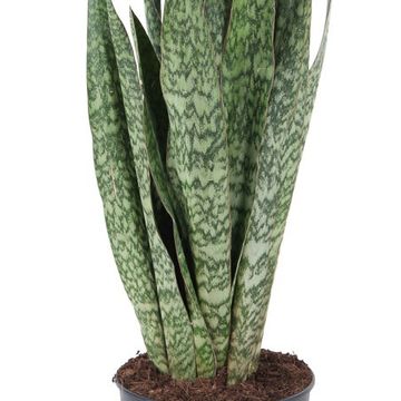 Sansevieria 'Gris'