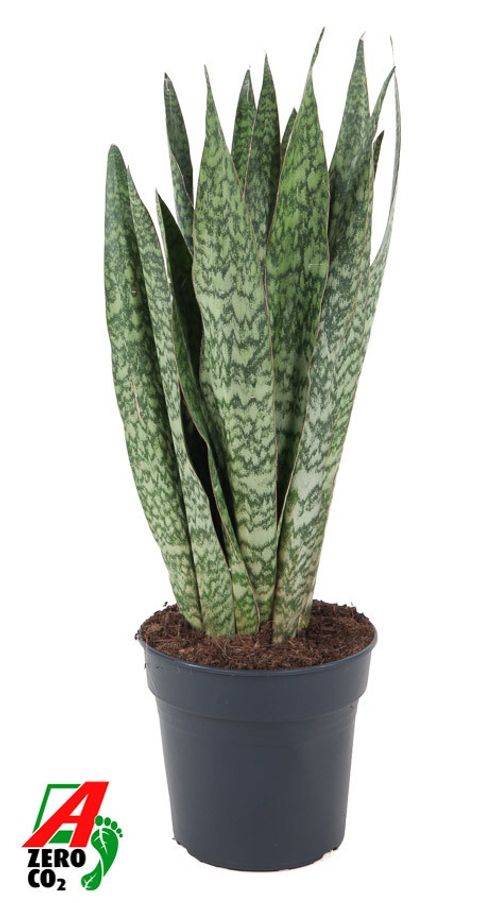 Sansevieria 'Gris'