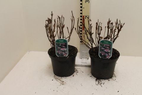 Hydrangea macrophylla 'Mariesii Perfecta'