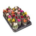 Cactus MIX