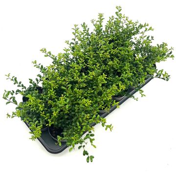 Ilex crenata 'Convexa'