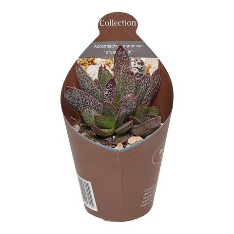 Adromischus marianae 'Bryan makin'