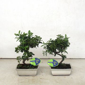 Pyracantha angustifolia
