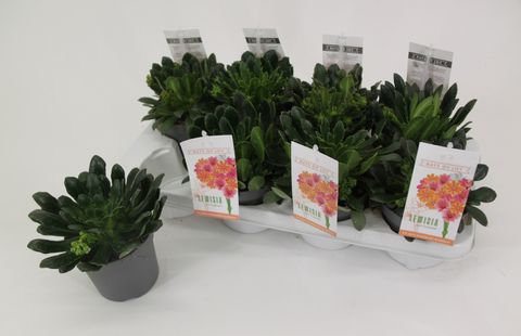 Lewisia cotyledon MOUNTAIN DREAMS MIX