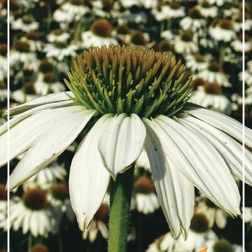 Echinacea purpurea POWWOW WHITE