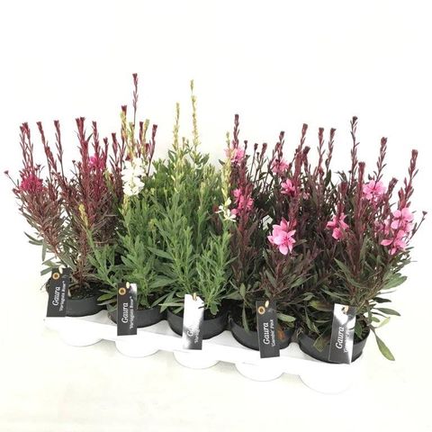 Gaura lindheimeri GAMBIT MIX