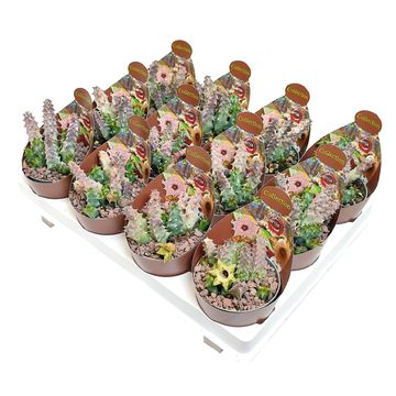 Huernia thureti primulina