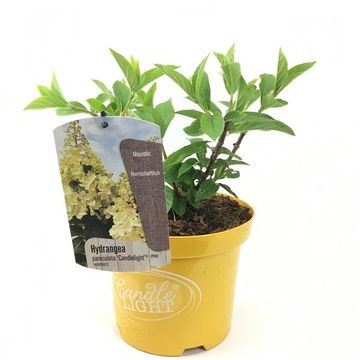 Hydrangea paniculata CANDLELIGHT