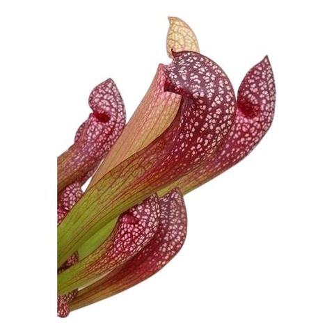 Sarracenia 'Scarlet Belle'