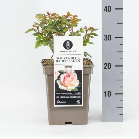 Rosa SOUVENIR DE BADEN-BADEN