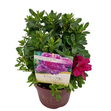 Rhododendron ENCORE AUTUMN MAJESTY