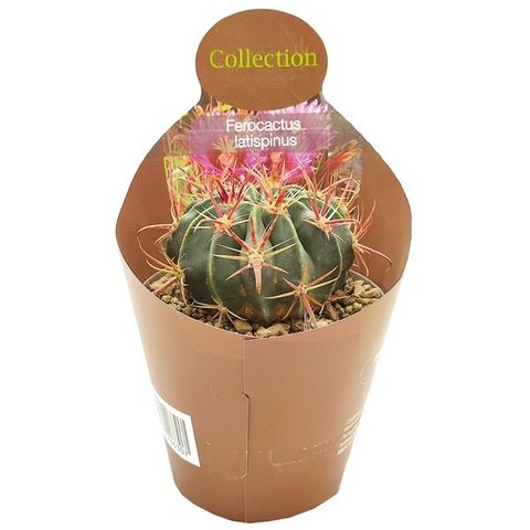 Ferocactus latispinus