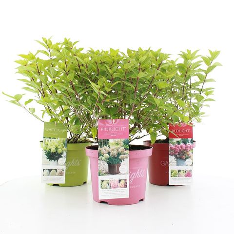 Hydrangea paniculata MIX (Jong Plant BV, De)