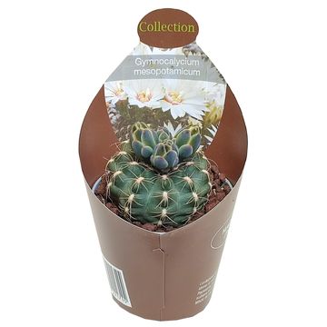 Gymnocalycium mesopotamicum
