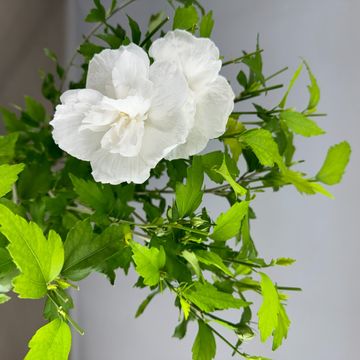 Hibiscus syriacus WHITE CHIFFON