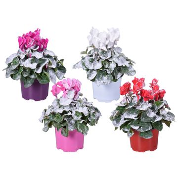 Cyclamen persicum SUPER SERIE S ALLURE MIX