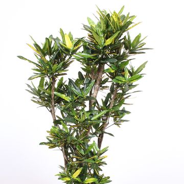 Codiaeum variegatum 'Yellow Banana'