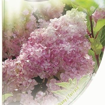 Hydrangea paniculata SUNDAE FRAISE