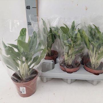 Aglaonema 'Greyhound'