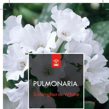 Pulmonaria officinalis 'Sissinghurst White'