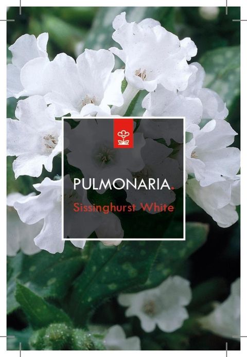 Pulmonaria officinalis 'Sissinghurst White'