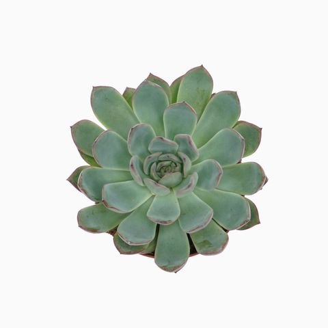 Echeveria 'Apus'