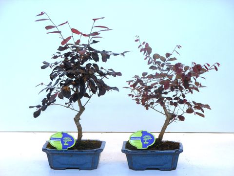 Loropetalum chinense