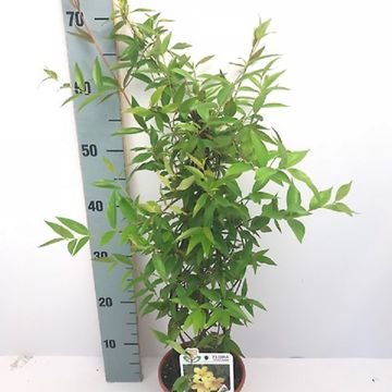 Gelsemium sempervirens