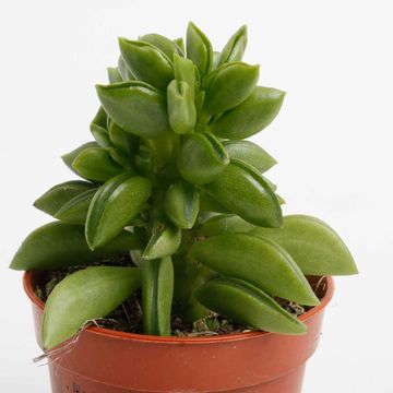 Peperomia ferreyrae 'Green Sparks'